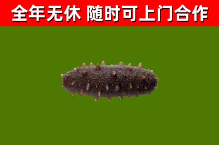 义安区回收海参干